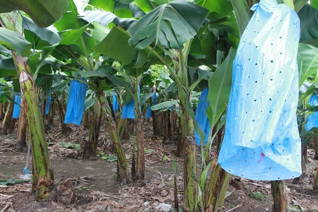 soluri banana cultures