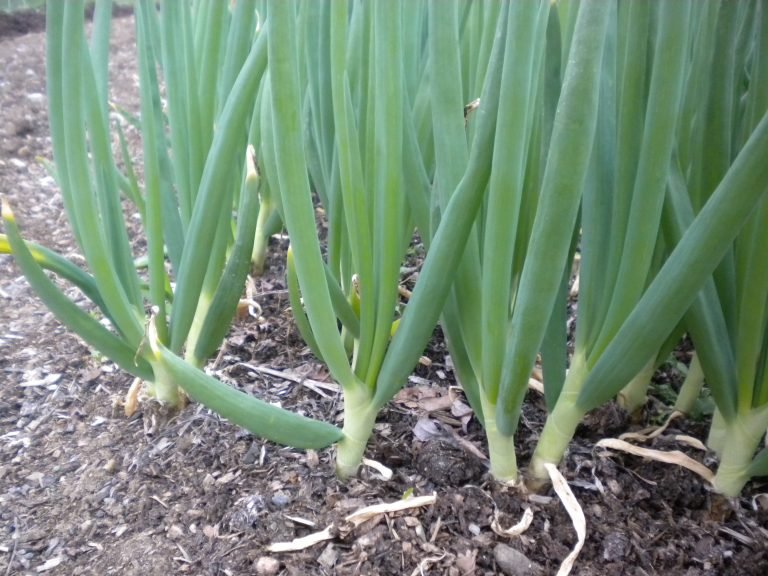 Onion growers call DU30 for help