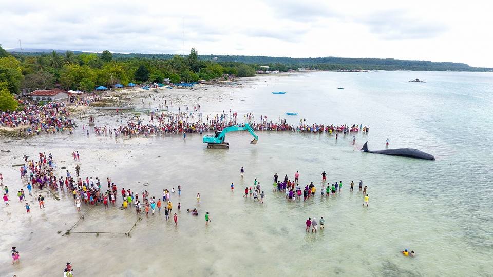 A backhoe pulls the dead Sperm whale to the shore in Samal Island, Davao del Norte. Photo courtesy of Dean Ortiz