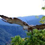 A juvenile Philippine Eagle is freed to its habitat Tuesday, January 31, a month after rehabilitation by the Philippine Eagle Center. (Edgardo Calderon of CENRO Kiamba for SARANGANI INFORMATION OFFICE)