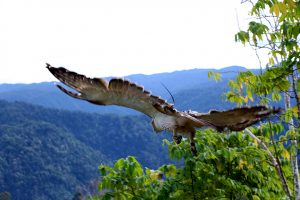 A juvenile Philippine Eagle is freed to its habitat Tuesday, January 31, a month after rehabilitation by the Philippine Eagle Center. (Edgardo Calderon of CENRO Kiamba for SARANGANI INFORMATION OFFICE)