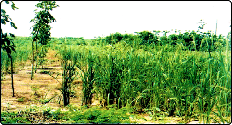 Sugar cane plantation