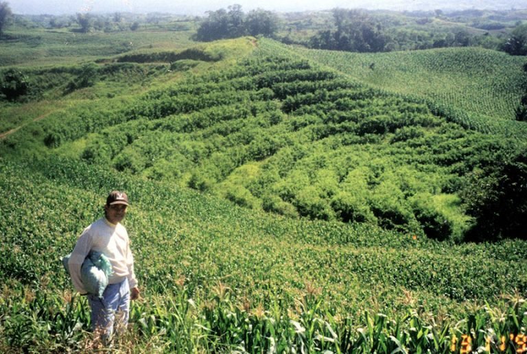 Contour farming controls soil erosion but…
