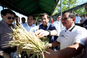 President Rodrigo Roa Duterte checks the quality of the hybrid rice harvested during the Grand Harvest Festival of SL Agritech Corporation at the Nagkakaisang Magsasaka Agricultural Primary Multipurpose Cooperative (NMAPMPC) Compound in Talavera, Nueva Ecija on April 5, 2017. Also in the photo are SL Agritech Corporation CEO Henry Lim Bon Liong and Agriculture Secretary Emmanuel Piñol. ROBINSON NIÑAL JR./Presidential Photo