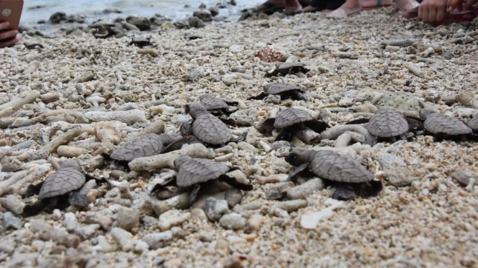 Photo courtesy of DLPC Photo courtesy of DLPC