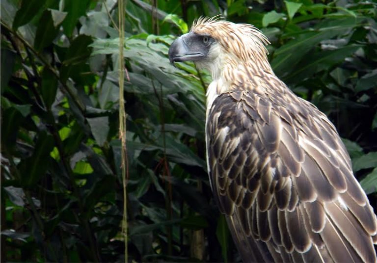 Philippine Eagle week celebration turns 19