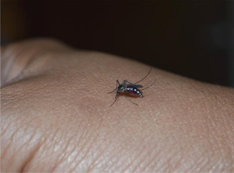 Dengue is back!