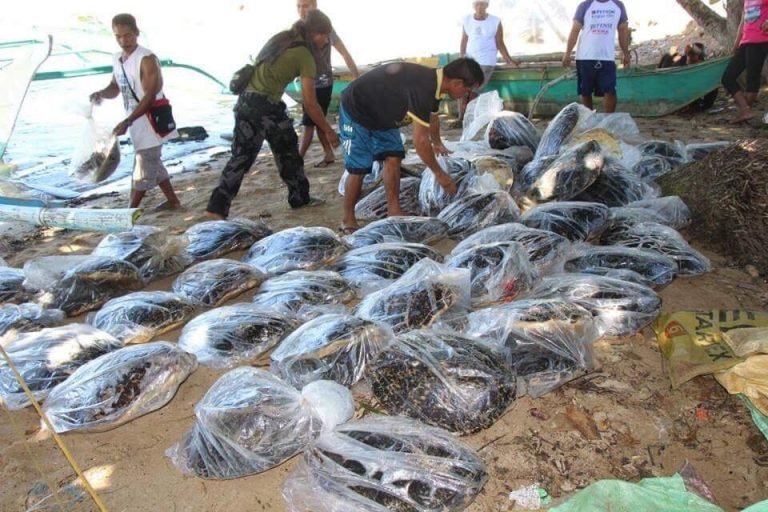 70 dead marine turtles recovered in Northern Palawan
