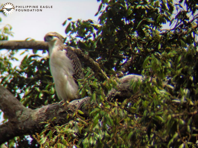 Philippine Eagle center braces against avian flu