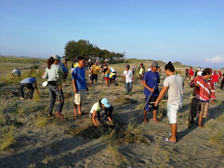 Indigenous trees for  Paoay sand dunes