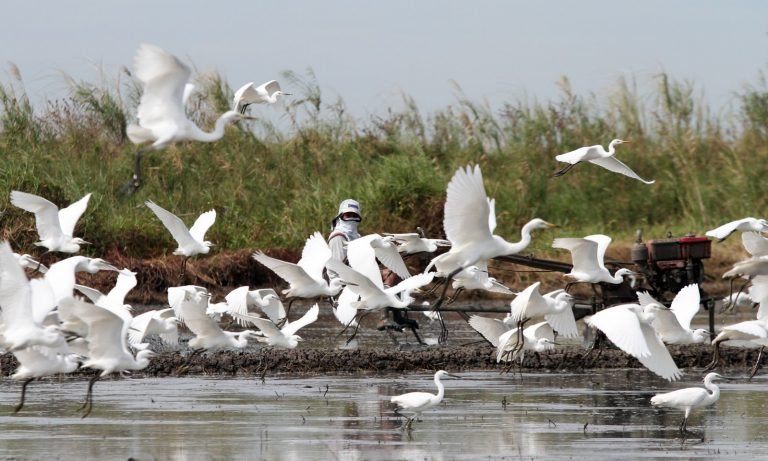 PH eyes better protection of two threatened birds