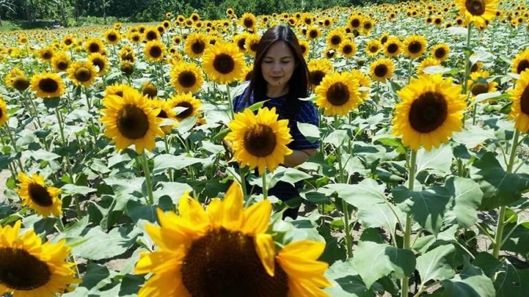 Tupi Sunflower Farm Draws Tourists