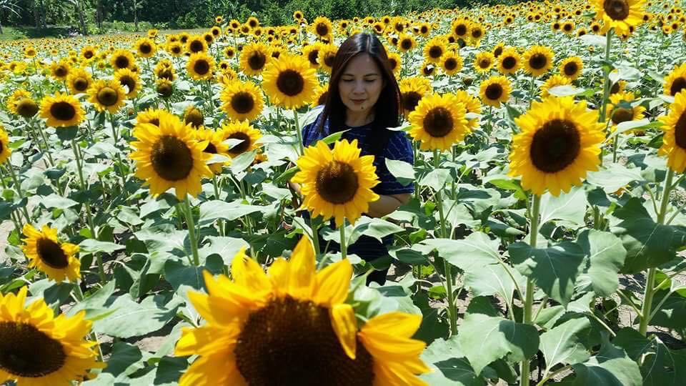 Tupi Sunflower Farm Draws Tourists