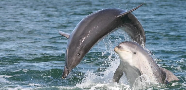 Stakeholders move to protect thriving dolphins in Sarangani Bay