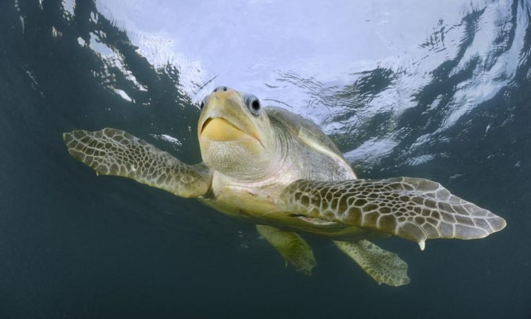 Dead olive ridley sea turtle found in El Nido