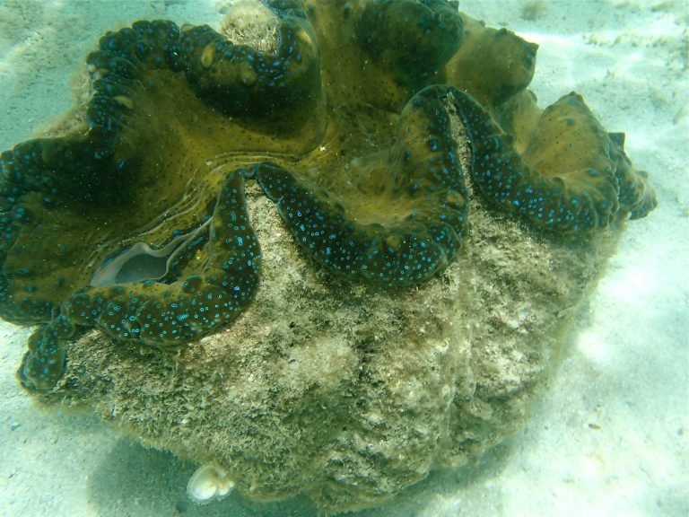 NBI nabs smuggler of corals, ‘taklobo’