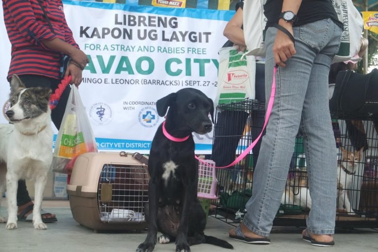 City Veterinarian’s Office of Davao conducts free spay and neuter services for female cats and dogs
