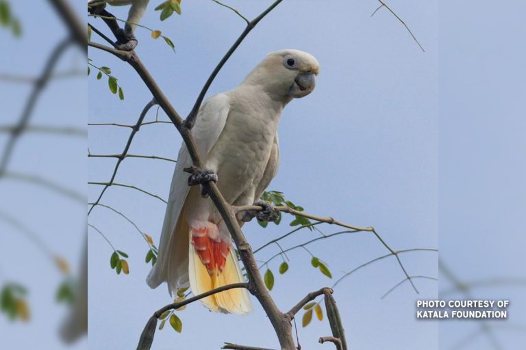 Puerto Princesa vows to conserve Philippine cockatoo