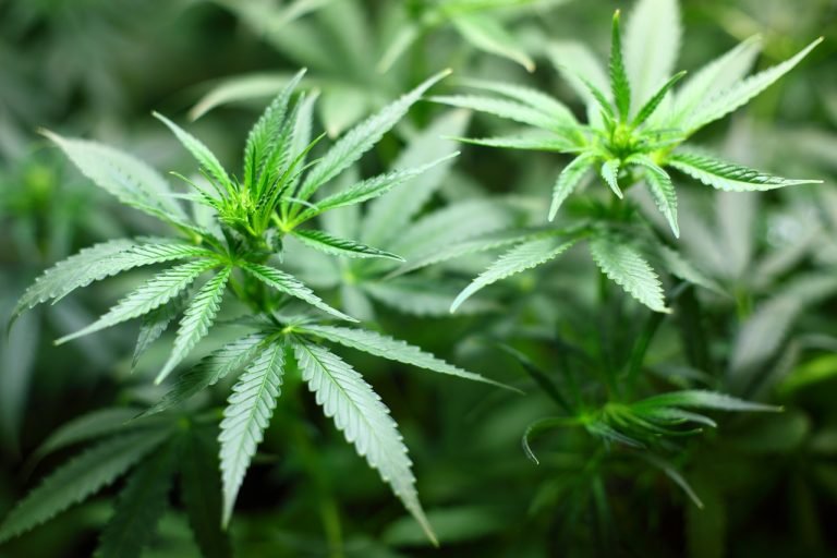House OKs medical marijuana bill on 2nd reading