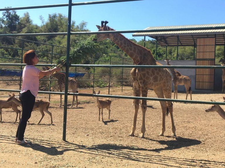 Vigan zoo visitors to soon see new animals from S. Africa
