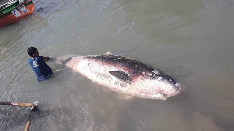 Dead whale found, dynamite fishing cited