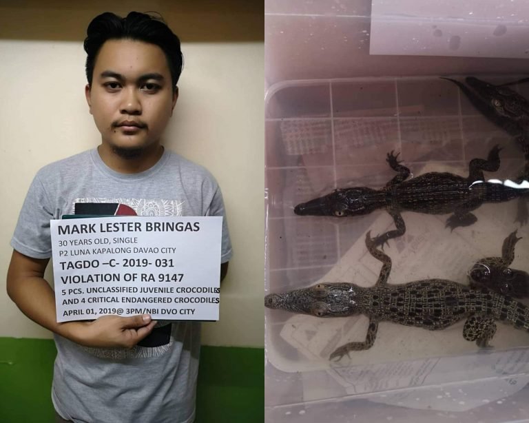 Nars nga  namaligya ug buaya dakpan