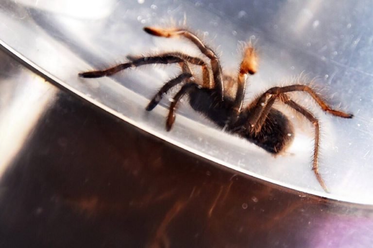 Customs confiscates 757 live tarantulas at NAIA