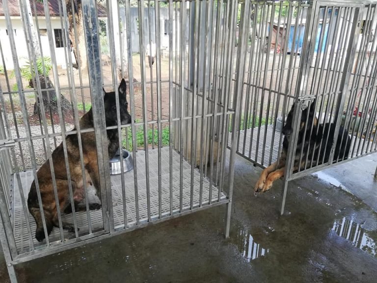 Retired PDEA hero dogs need a family