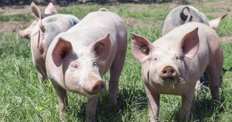 Government continues to monitor canned meat  from ASF-affected countries
