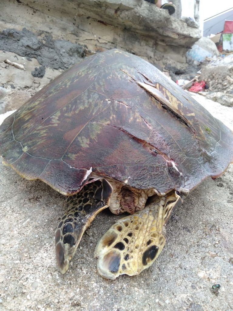 DENR works to protect turtles