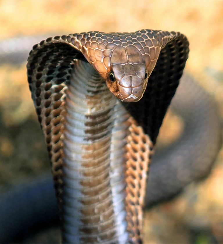 King cobra kills Davao Sur farmer