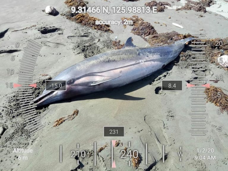 Dead Dolphin found  in Surigao Sur town
