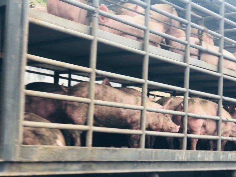 Davao City bans entry of  pigs, pork products from neighboring provinces