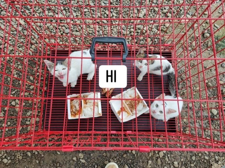 MisOCc Governor launches rescue mission, puts up isolation for  ‘stranded’ cats