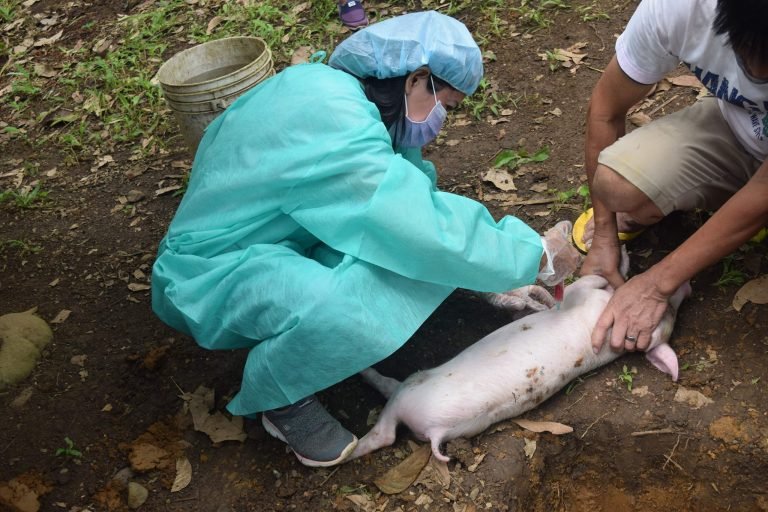 DA, FDA strengthen vaccine regulation amid ASF resurgence in Cotabato