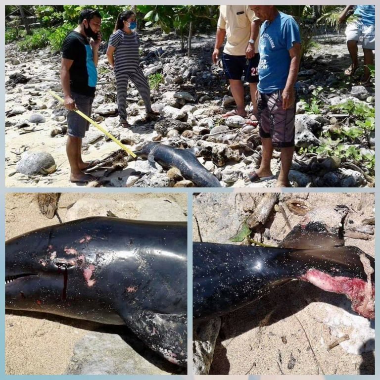 Spinner dolphin found dead in Mati City Bay