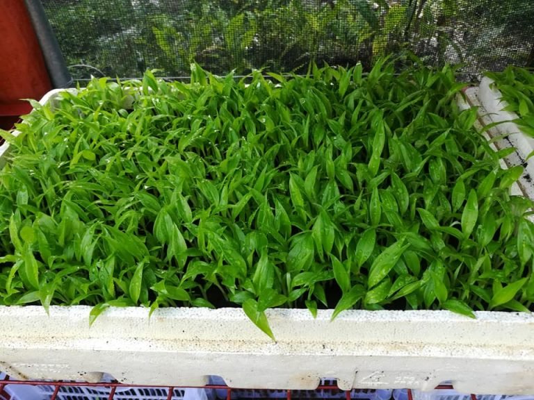 Ata-Manobo of Talaingod town  looking for brisk abaca production