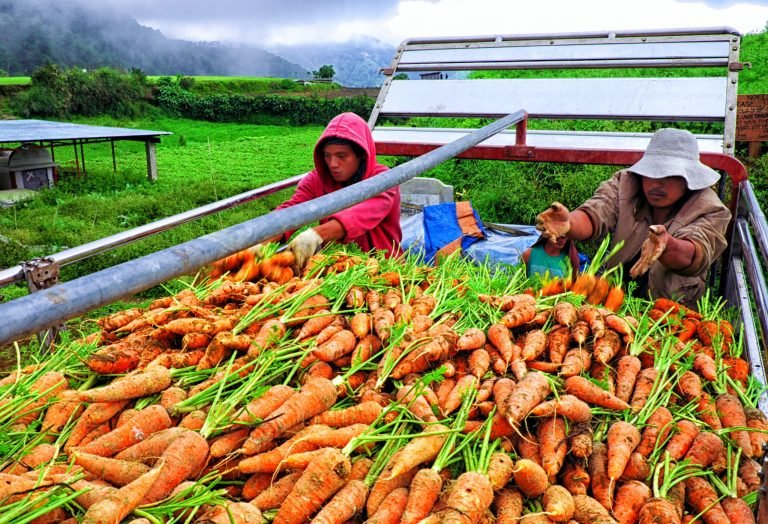 DA introduces Modern Cluster Farming