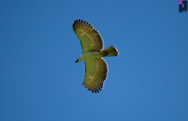 Philippine Eagle family discovered in DavOr forest