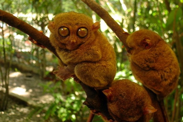 Tarsier rescued in Sarangani province