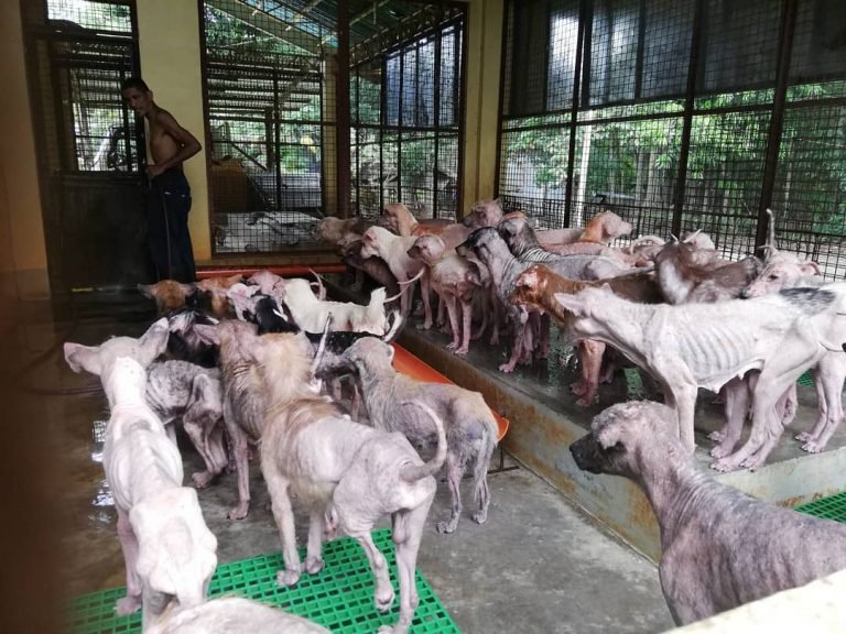 Dog cruelty issue triggers debate in Dipolog City