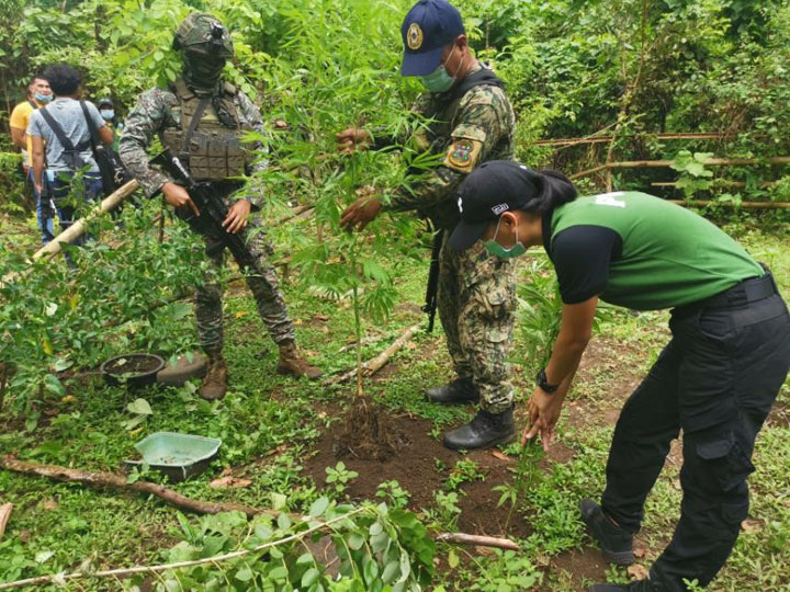 3 more marijuana plantations destroyed in Sulu