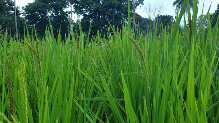 Upland rice in urban site