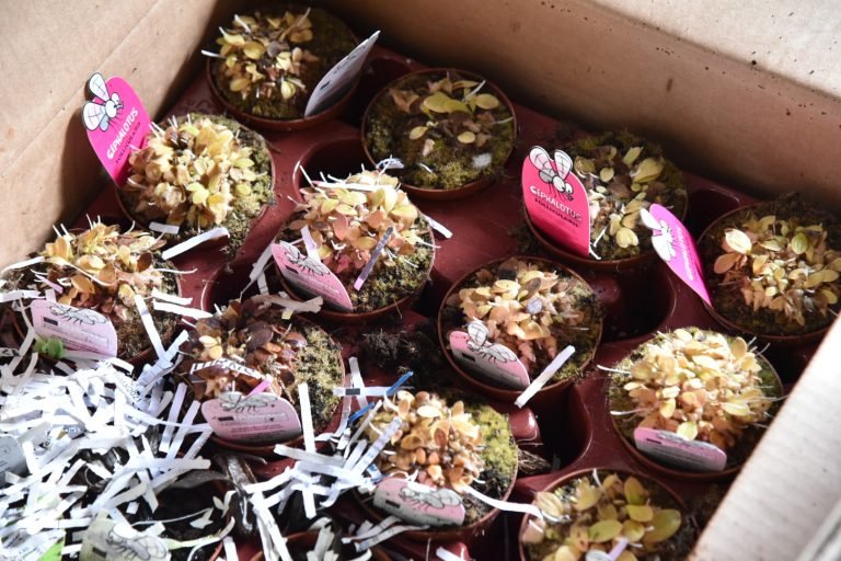 BOC-NAIA and DENR seized smuggled 276 carnivorous plants