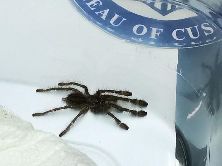 Rare spiders, centipedes intercepted by Customs