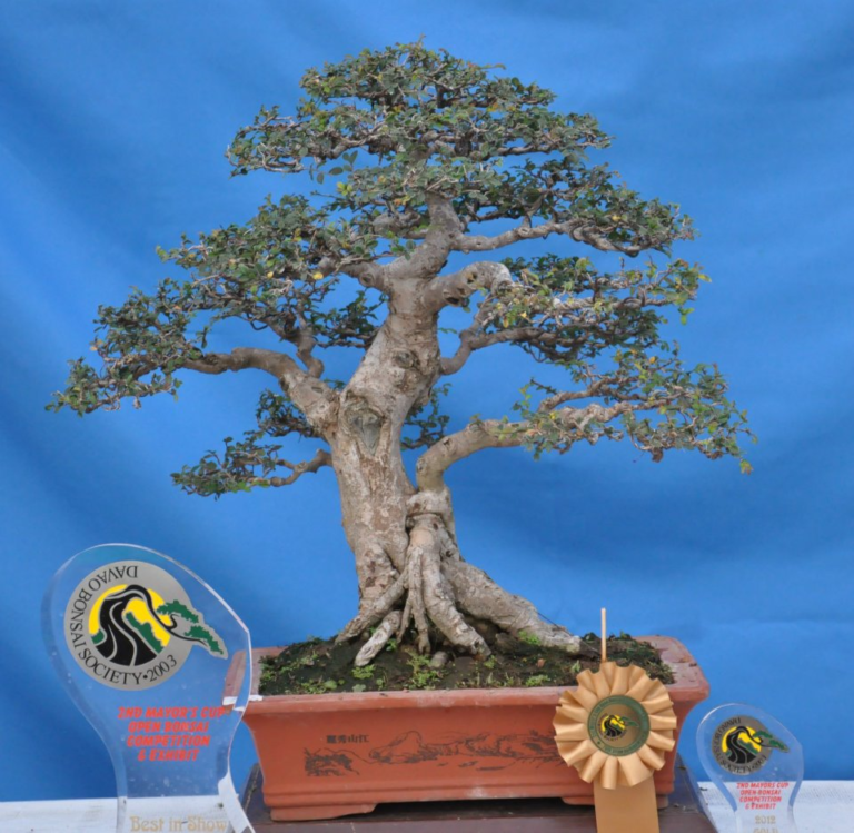 Bonsai is life