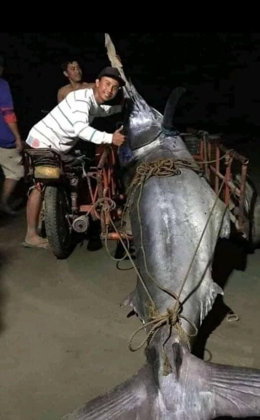 Surigao fisherman catches Blue Marline