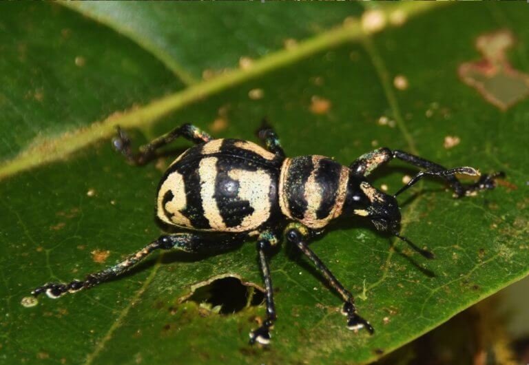 Newest specie of beetle found in urban jungle of Davao