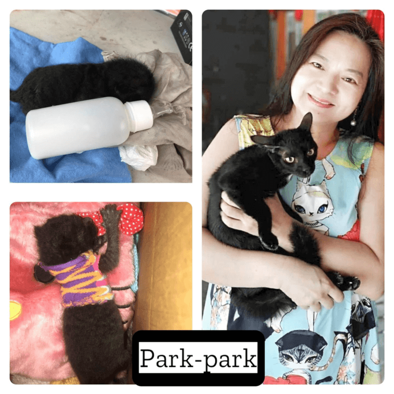Abandoned, sick, and maltreated pets found new mom, new  home