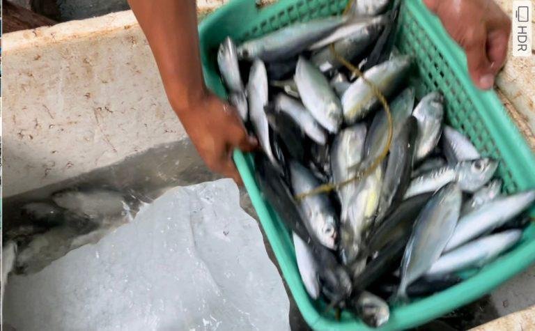 DA to import 60MT of fish due to ‘Odette’ shortage